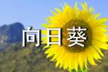 向日葵的作文評語合集
